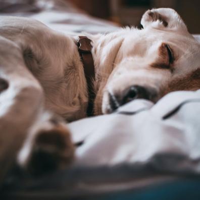 Close-Up Photo of Sleeping Dog