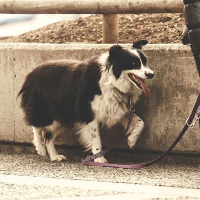 Person Holding Pet Dog Leash While Standing on Concrete Road