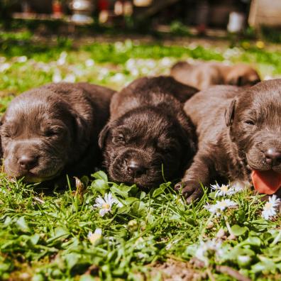 Three Brown Coated Puppies