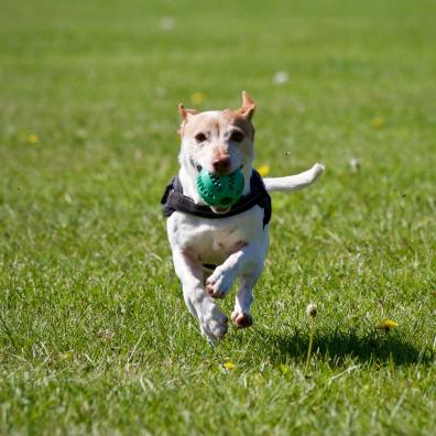 Dog Running on Grass