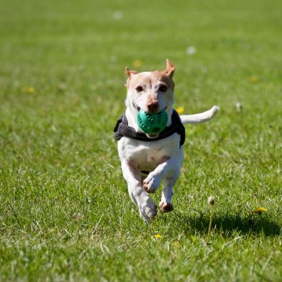 Dog Running on Grass