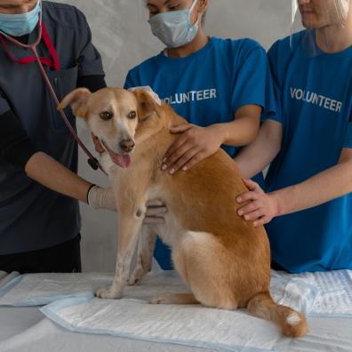 A Veterinarian and Two Volunteers Helping a Sick Dog