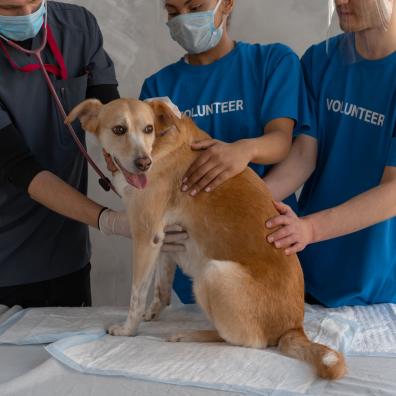 A Veterinarian and Two Volunteers Helping a Sick Dog