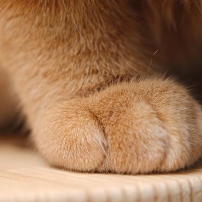 Cat Paw