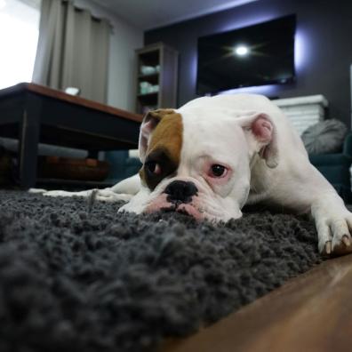 White & tan English Bulldog lying on a rug looking sad