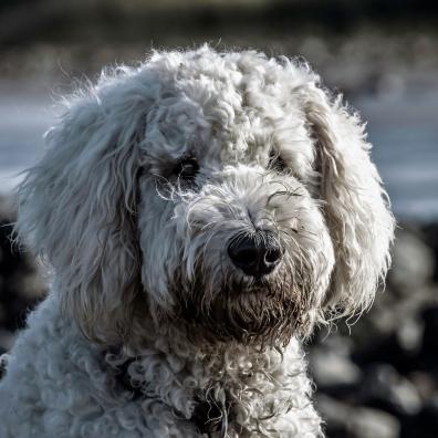 Adult White Toy Poodle on Selective Focus