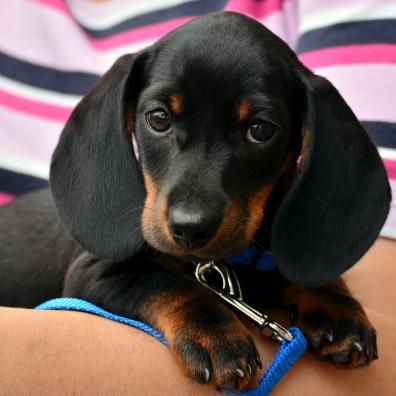 Dachshund puppy