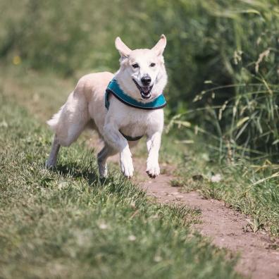 White Dog With Teal Collar Running Outside