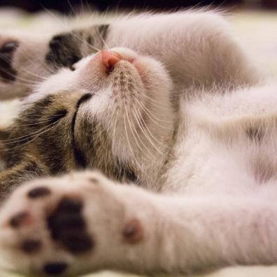 Close-up Photo of Cute Sleeping Cat