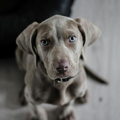 Black Short Coat Medium Dog on Floor