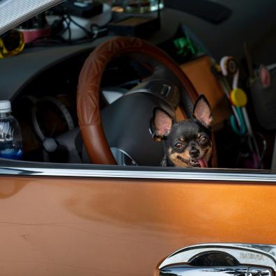 Brown and Black Dog on Yellow Car