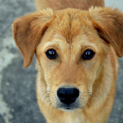 Short-coated Tan Dog