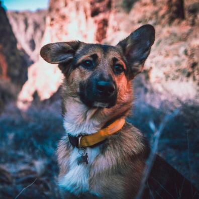 A dog wearing a collar