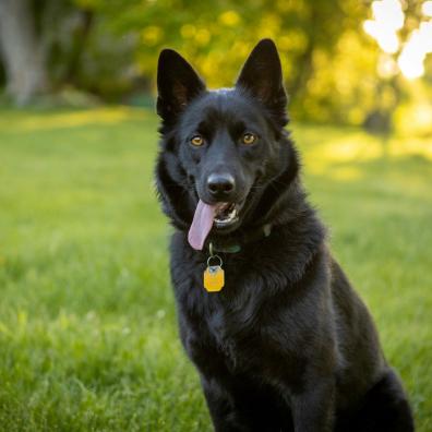 Schipperke Sitting in Green Grass Field