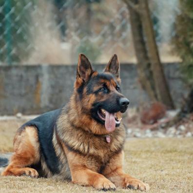 Adult German Shepherd Lying on Ground