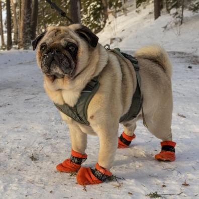 A dog wearing boots in the snow