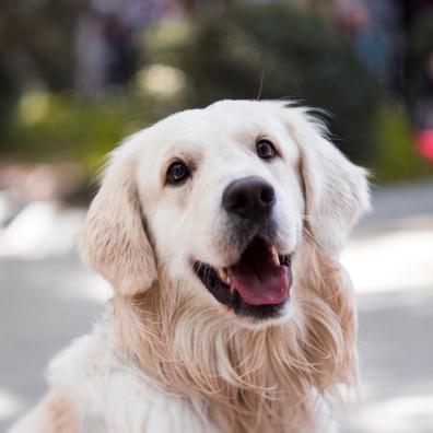 Adult Golden Retriever Close-up Photography