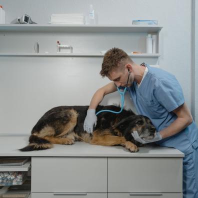 A Vet Checking a Sick Rough Collie