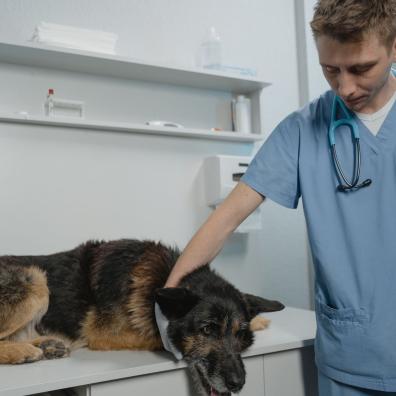 Man in Blue Scrub Suit Holding Black and Brown German Shepherd