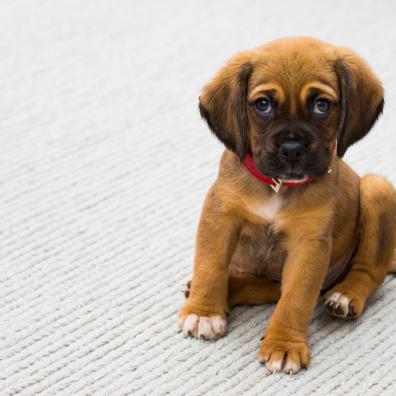 Puppy Sitting on Gray Textile