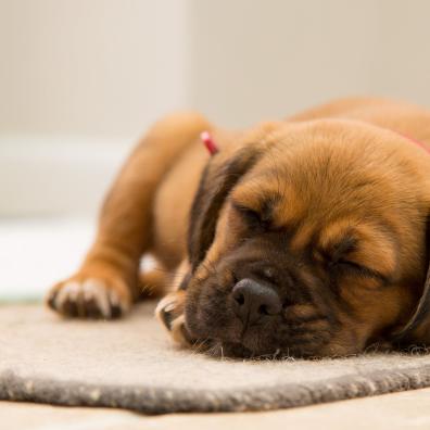 Short-coated Brown Puppy Sleeping on Brown Mat