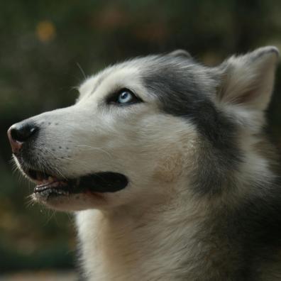 Close up of Husky Head