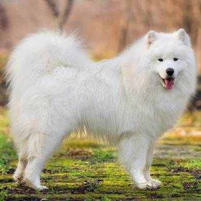 Samoyed Chow mix